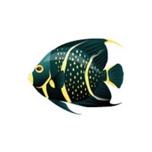 Mature French Angelfish